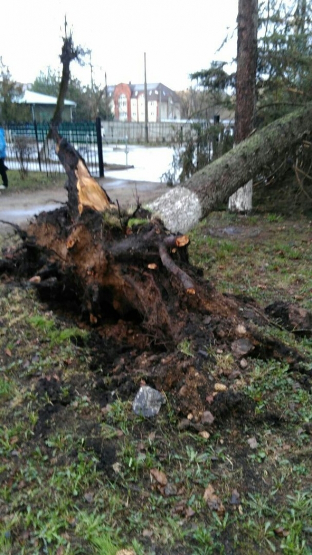 Свыше 450 поваленных ураганом деревьев убрали с дорог Подмосковья