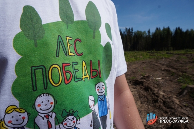 В рамках акции «Лес Победы» в Рузском округе высадили более семи тысяч деревьев