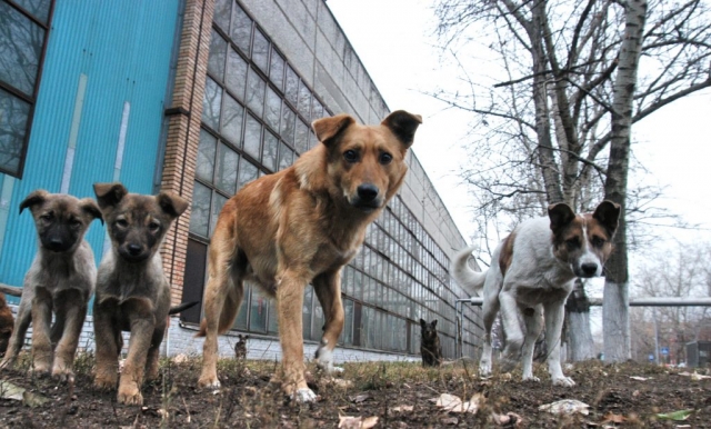 В Рузском округе отловили 160 бездомных собак   