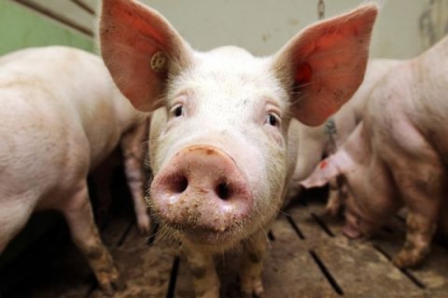 В Рузском городском округе обнаружена африканская чума свиней