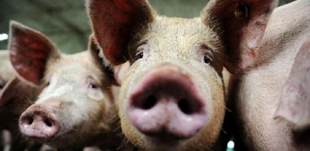 Очаг африканской чумы свиней зафиксирован в Рузском округе