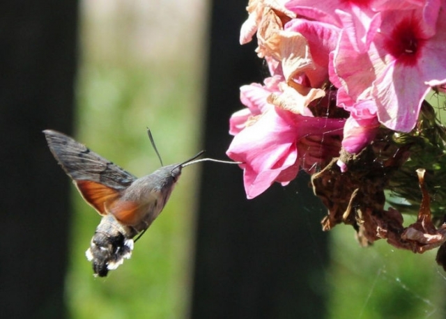 Экологи обнаружили на востоке Подмосковья редкую бабочку-колибри