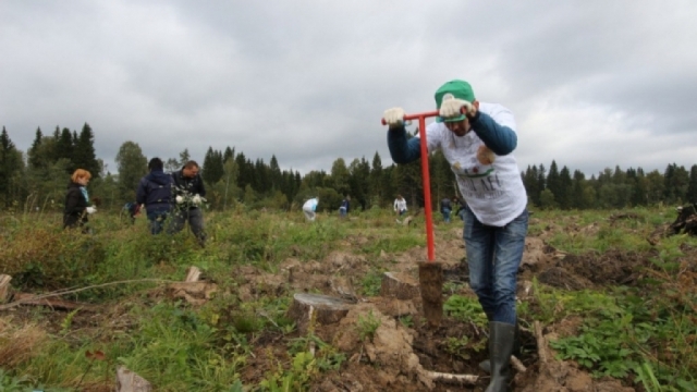 Максим Тарханов пригласил жителей принять участие в акции «Наш лес. Посади свое дерево»
