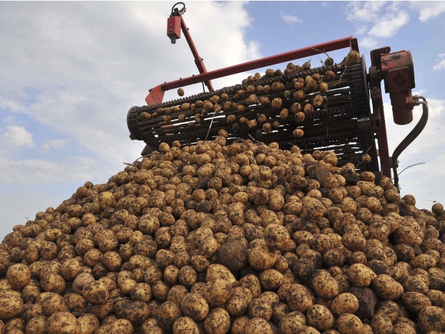 Более 1,5 тысяч тонн картофеля собрано в Рузском городском округе