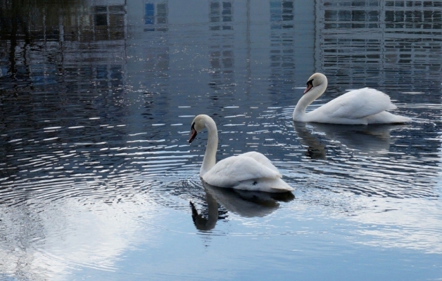 Лебеди с Георгиевского пруда будут зимовать в оздоровительном лагере