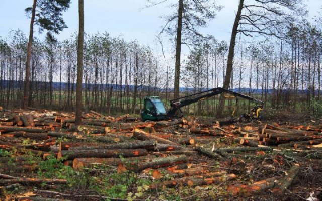 Глава Рузского округа направил заявление в прокуратуру по факту незаконной вырубки деревьев