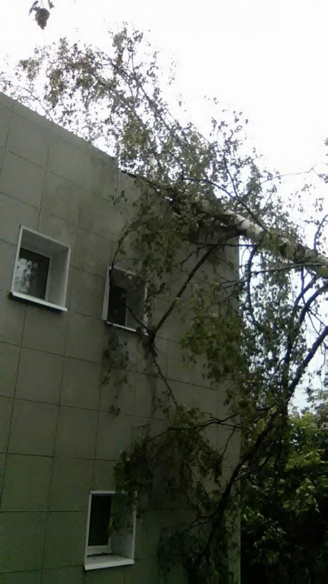 Дерево рухнуло на крышу детсада в Рузском городском округе