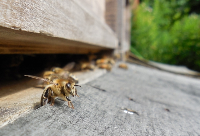 Конкурс профессионального мастерства среди пчеловодов пройдет 12 июля