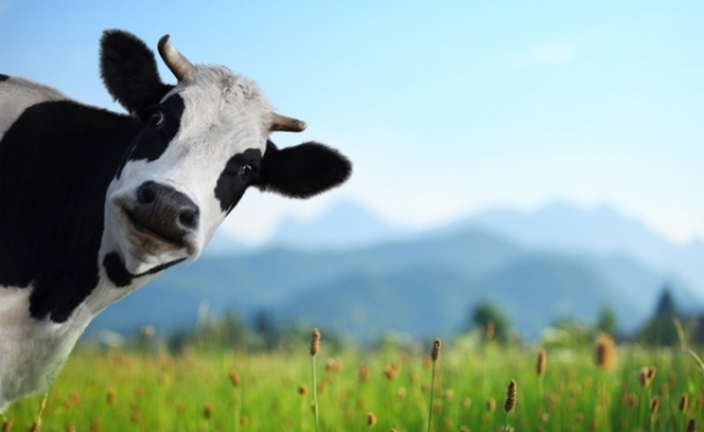 С фермы в Рузском округе украли корову