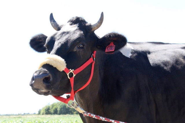 Корова Ночка стала символом фестиваля «Молочная река-2017»