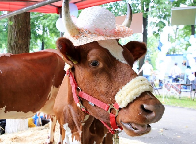 До 7 тысяч человек посетят фестиваль «Молочная река» в Рузском городском округе