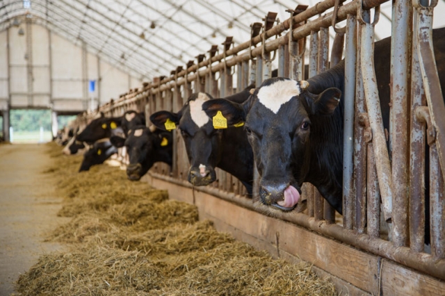 Пять молочных ферм будут реконструированы в Рузском городском округе в 2017 году