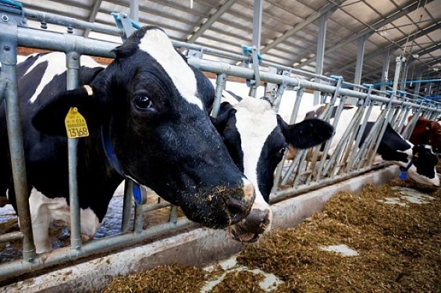 Пять молочных ферм Рузского округа до конца года будут реконструированы