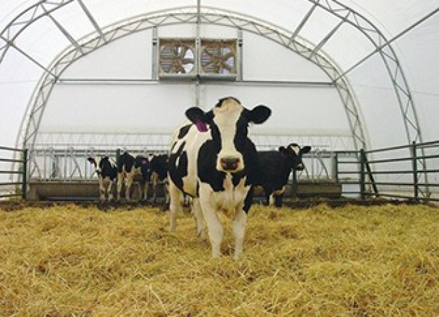 В Рузском городском округе планируется отремонтировать по современным технологиям 5 молочных ферм