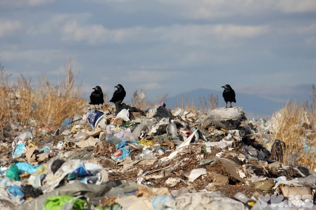 По указанию Госадмтехнадзора в Домодедово убрали 300-кубометровую свалку мусора