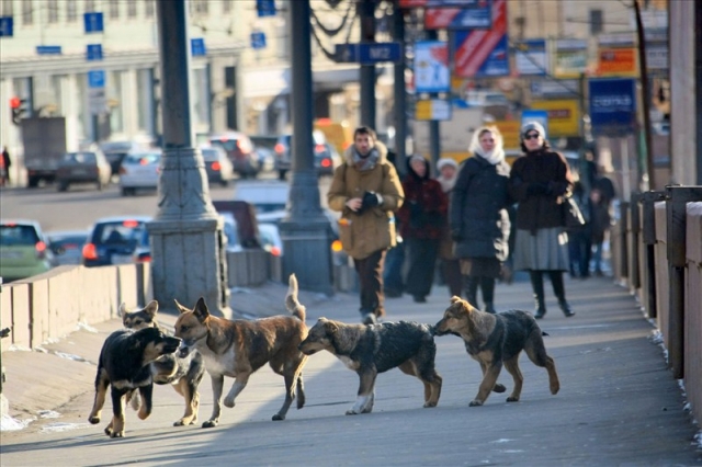 Отлов бездомных животных в Дорохово будет проводиться 16 ноября