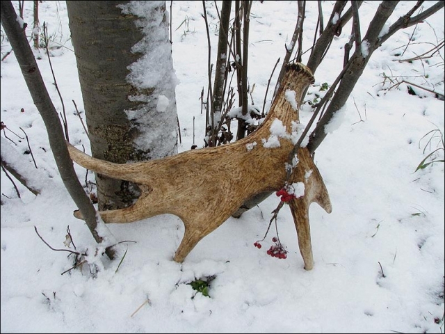 Браконьеры застрелили лося в Рузском округе
