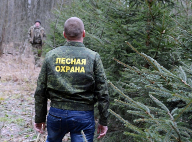 В Рузском округе привлекут к работе общественных лесных инспекторов 