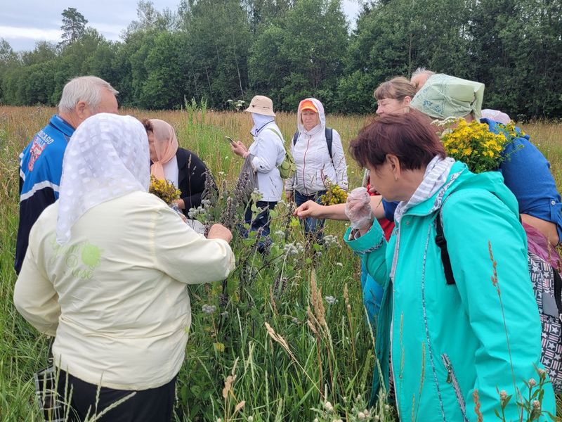 Рузские пенсионеры собирали  лечебные травы